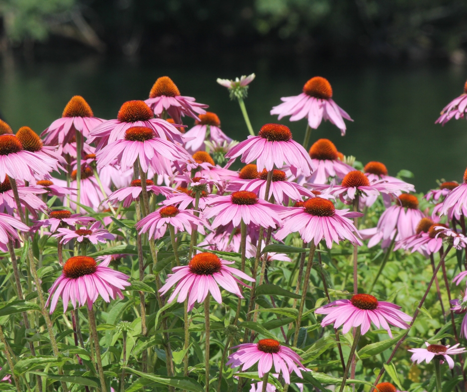 coneflowers